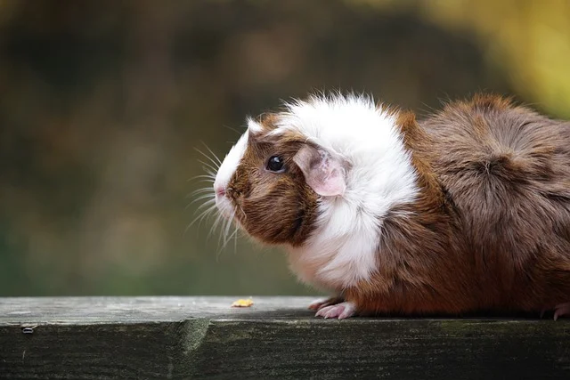 Abyssinian-Guinea-Pigs