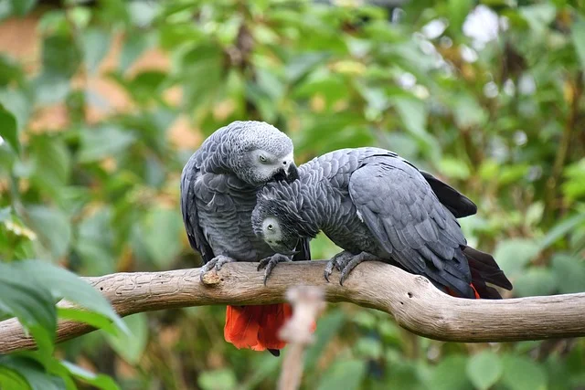 African-Grey-Parrots-popular-pet-birds