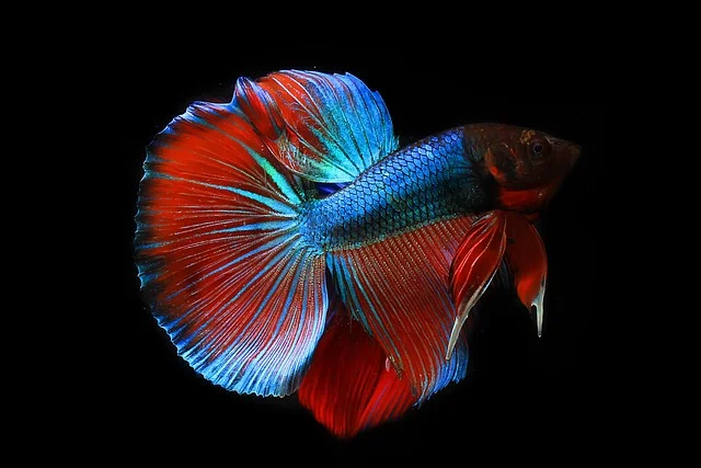 Betta-fish-Popular-Aquarium-Fishes