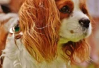 Cavalier-king-charles-spaniel-cutest-dog