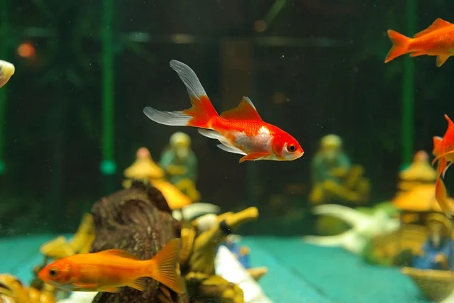 Goldfish-Popular-Aquarium-Fishes