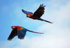 Macaws-popular-pet-birds