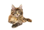 International Cat Day-Maine-Coon-Cat