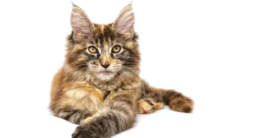 International Cat Day-Maine-Coon-Cat