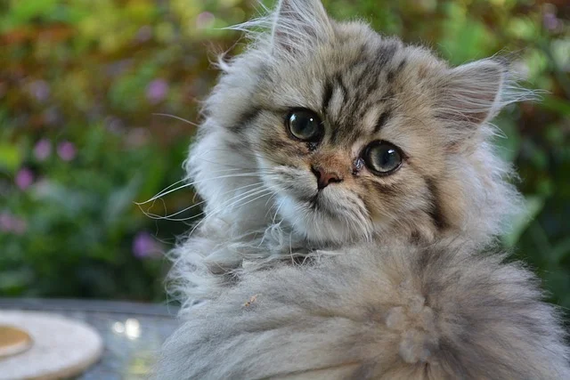 Persian-Cat-most-popular-cat-breed