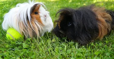Peruvian guinea pigs