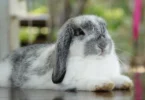 holland lop-Pet-Rabbits