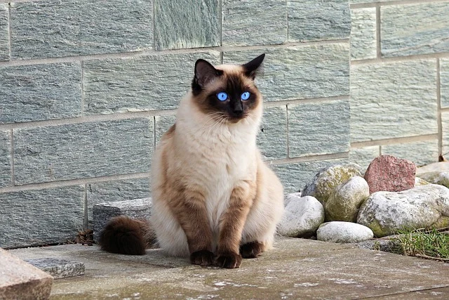 Siamese-Cat-most-popular-cat-breed