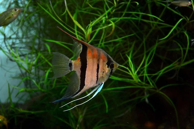 angelfish-Popular-Aquarium-Fishes