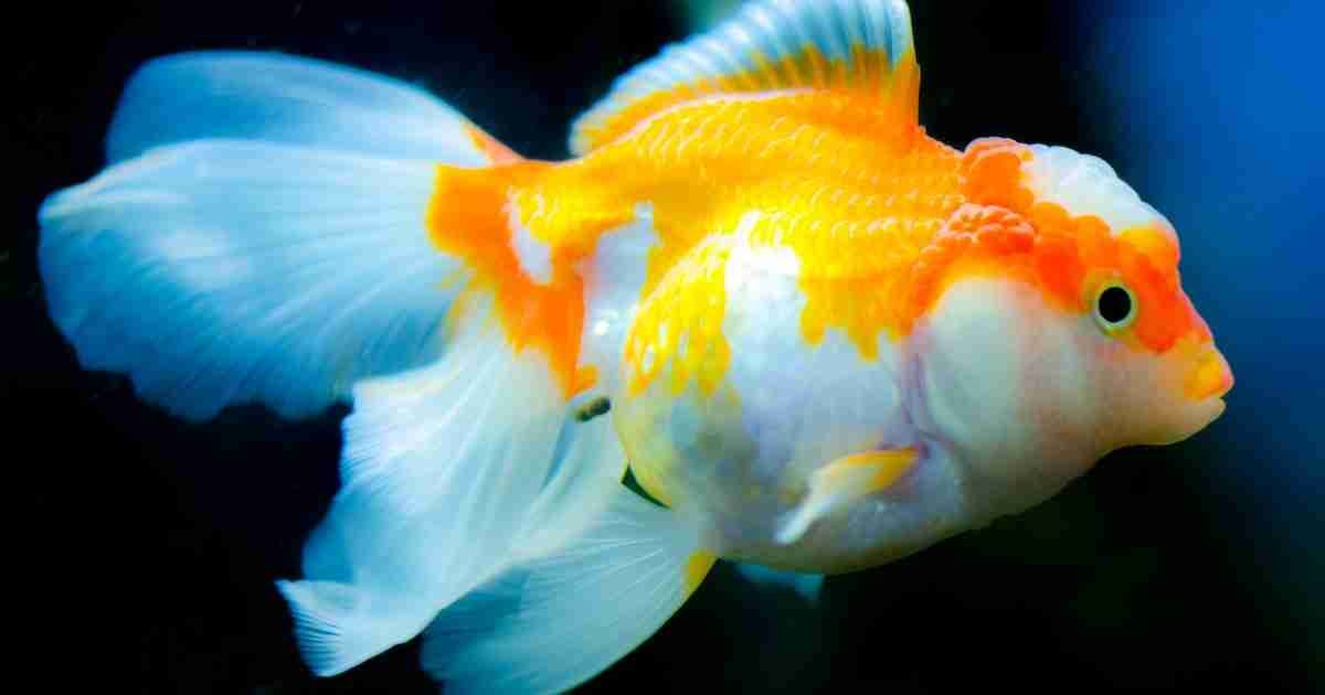 Aquarium Setup-Gold Fish