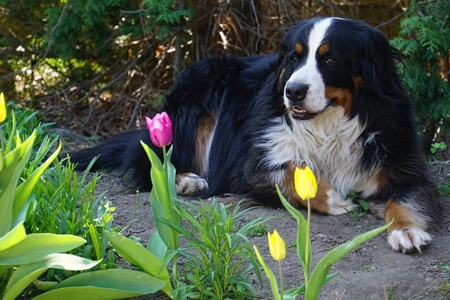 bernese-mountain-dog-largest-dog-breeds