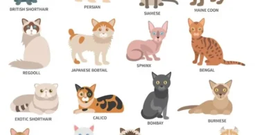 popular cat breeds