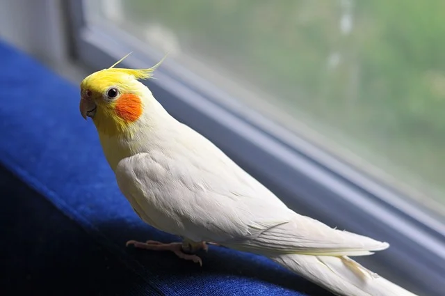 cockatiel-Popular-Pet-Birds