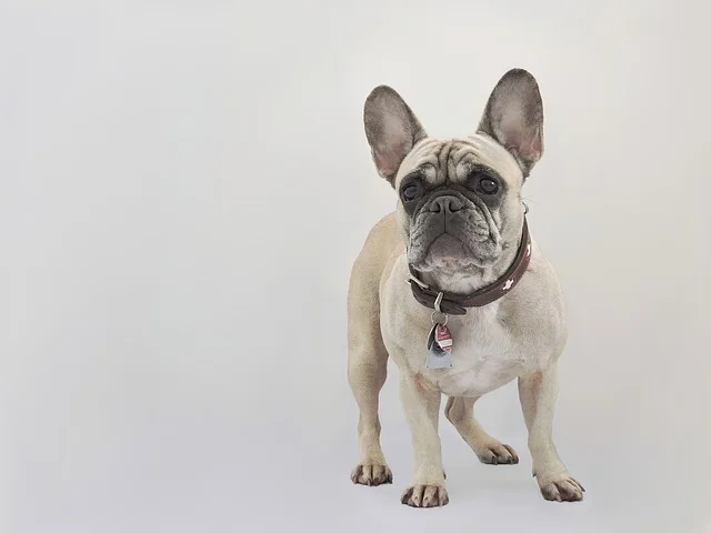 french-bulldog-cutest-dog