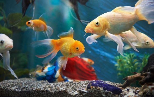 Freshwater Aquarium Fish-Gold Fish