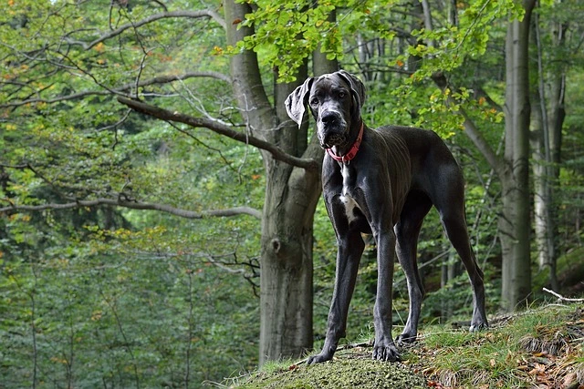 great-dane-largest-dog-breeds
