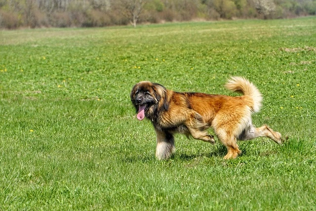 leonberger-largest-dog-breeds