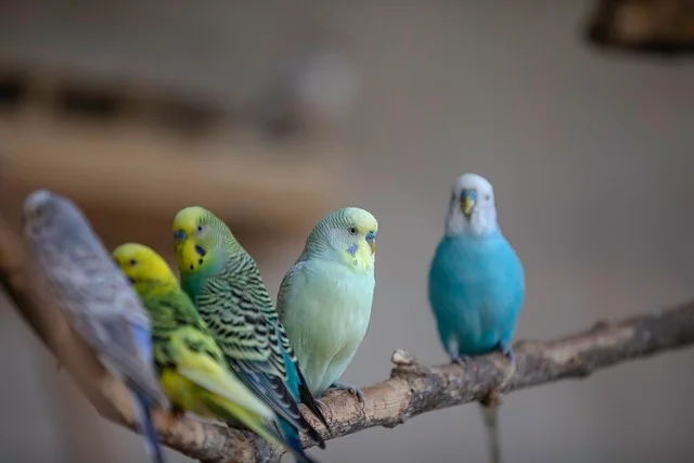lovebirds-Popular-Pet-Birds