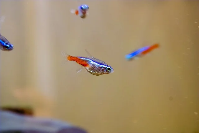 neon-tetra-Popular-Aquarium-Fishes