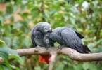 bird-care-grey-parrot