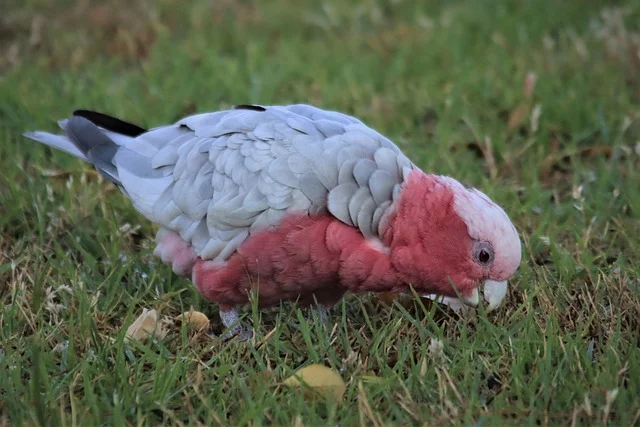 bird care: pink grey parrot