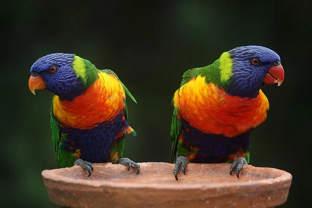 bird-care-rainbow-lorikeets