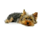 yorkshire-terrier-Popular-Dog-Breeds