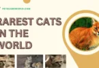 Rarest Cats in the World