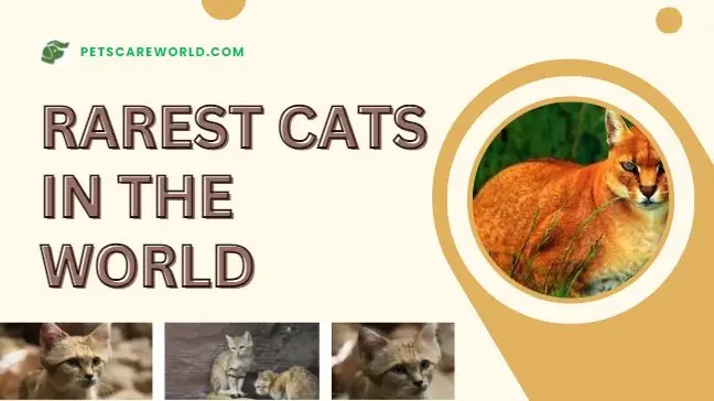 12 Rarest Cats In The World: Exploring Feline Wonders