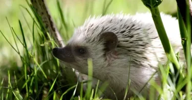 African-Pygmy-Hedgehog-Pet