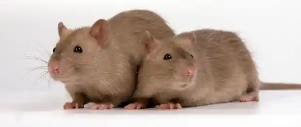Burmese Rats