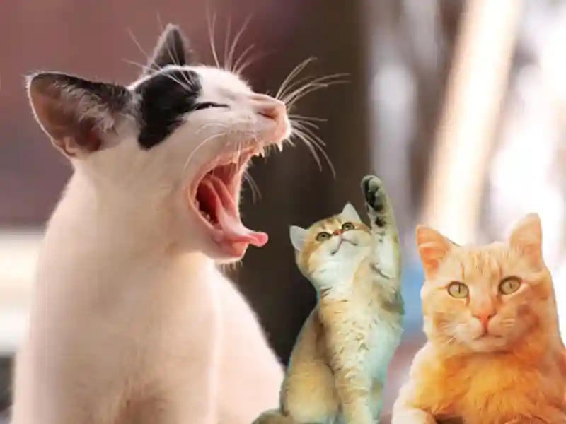 Cat Stomach Gurgling Causes, Treatments and When to Worry