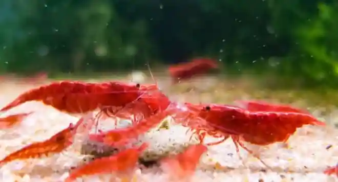 Cherry Shrimp (Neocaridina davidi) - Easiest Freshwater Fish to Breed