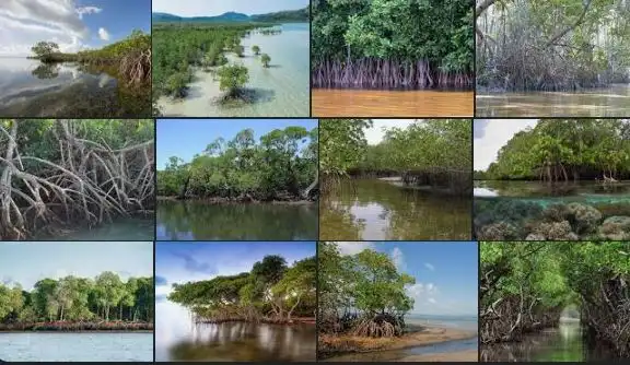 Coastal-Mangrove-Forest