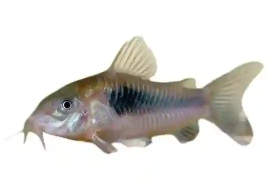 Corydoras Catfish (Corydoras spp.)