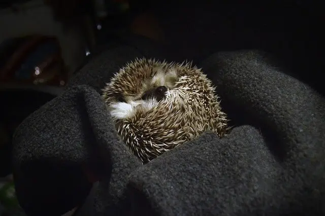 Domestic-Hedgehog-bedding-pet