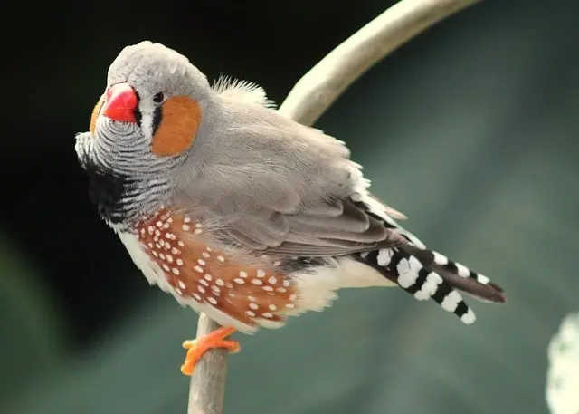 finches-best-pet-birds