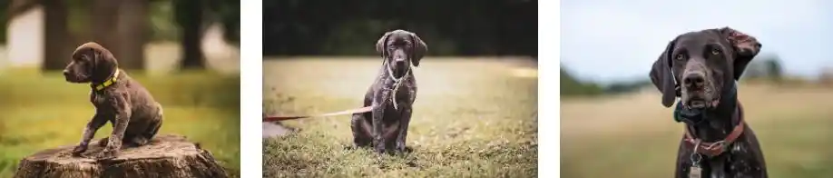 German Shorthaired Pointers GSP