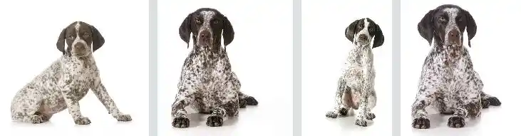 German Shorthaired Pointers Puppy
