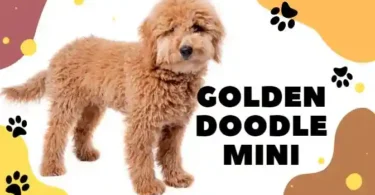 Golden Doodle Mini