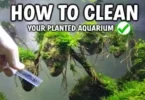 How to Clean Algae From Aquarium Plants