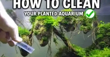 How to Clean Algae From Aquarium Plants