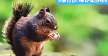 How to Get Rid of Squirrels