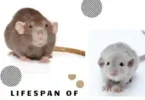 Lifespan of Pet Rats