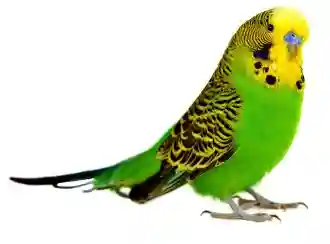 Owning a Parakeet Affordable