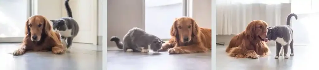 Pet Socialization cat and dog