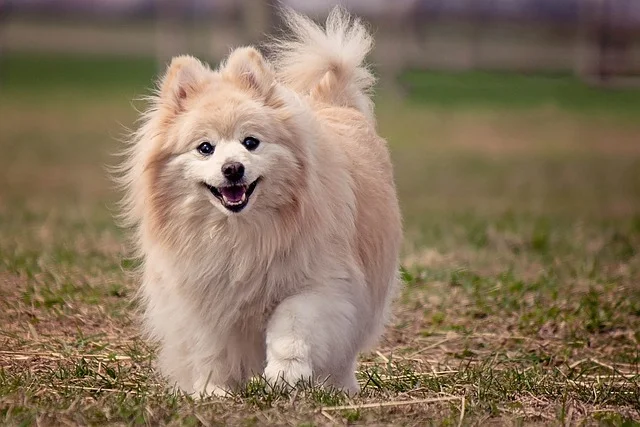 Pomeranian-pet-dog