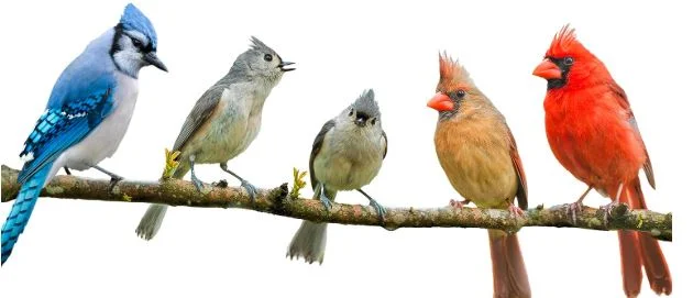 Parrot Species: Ultimate Characteristics Comparison Chart 15 Parrot Care Products