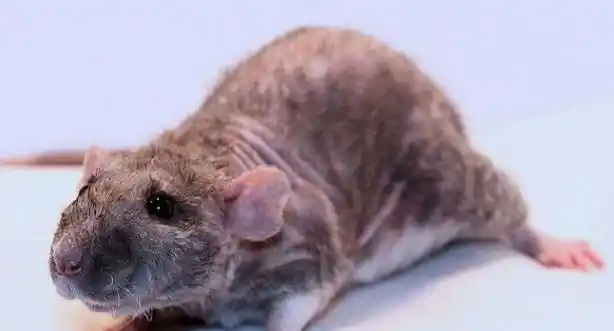 types of rats Rex Rats