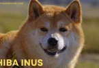 Shiba-Inus-dog-breed